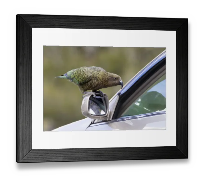 Framed Print : Kea (Nestor notabilis) standing on the wing mirror of a car looking through the partially Framed Print : Kea (Nestor notabilis) standing on the wing mirror of a car looking through the partially