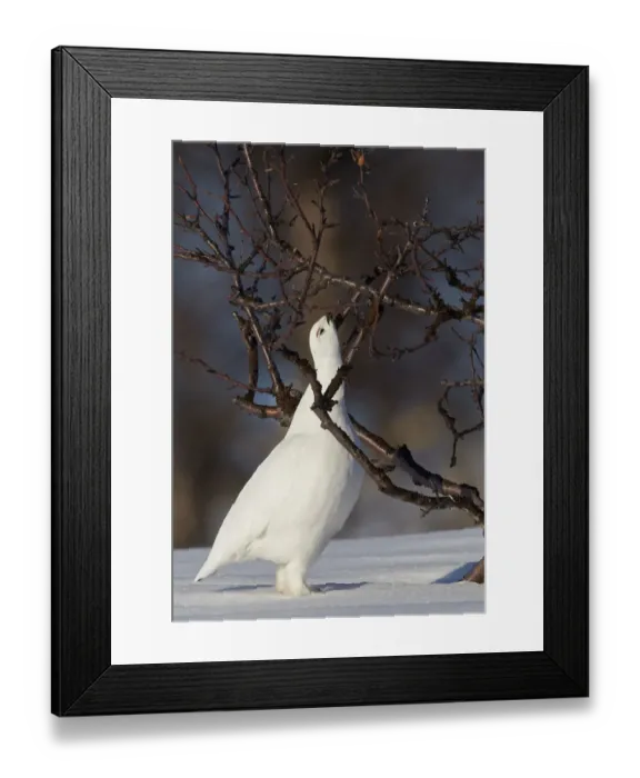 Framed Print : Willow grouse / Ptarmigan (Lagopus lagopus) pecking twig, Utsjoki, Finland, April Framed Print : Willow grouse / Ptarmigan (Lagopus lagopus) pecking twig, Utsjoki, Finland, April