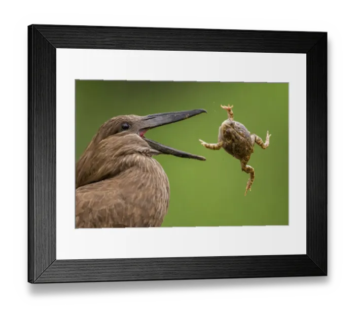 Framed Print : Hamerkop (Scopus umbretta) tossing frog prey, Mkuze, South Africa Framed Print : Hamerkop (Scopus umbretta) tossing frog prey, Mkuze, South Africa