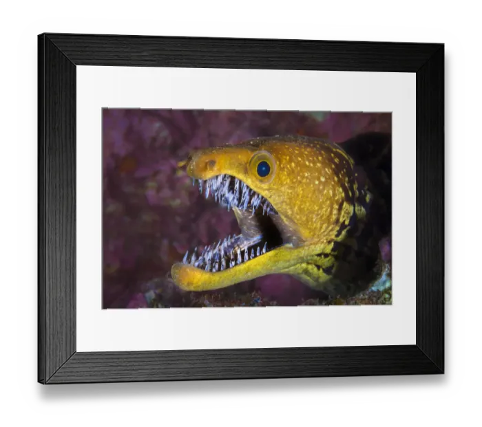 Framed Print : Fangtooth moray eel (Enchelycore anatina) with mouth open, Grand Canaria, Canary Islands, Spain Framed Print : Fangtooth moray eel (Enchelycore anatina) with mouth open, Grand Canaria, Canary Islands, Spain