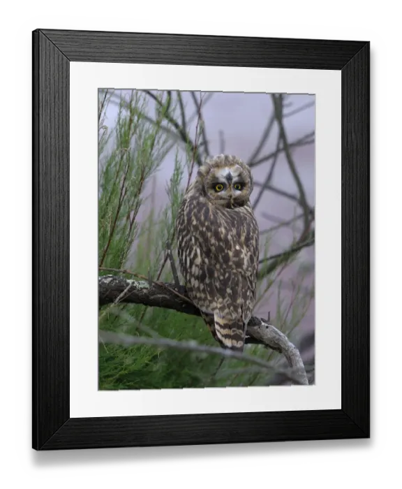 Framed Print : Short eared owl (Asio flammeus) tilting head upside down and backwards, Breton Marsh Framed Print : Short eared owl (Asio flammeus) tilting head upside down and backwards, Breton Marsh