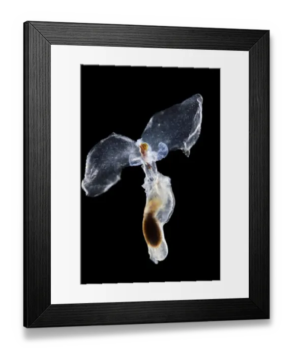 Framed Print : Sea butterfly (Hyalocylix striata) captive from Atlantic Ocean off Cape Verde Framed Print : Sea butterfly (Hyalocylix striata) captive from Atlantic Ocean off Cape Verde