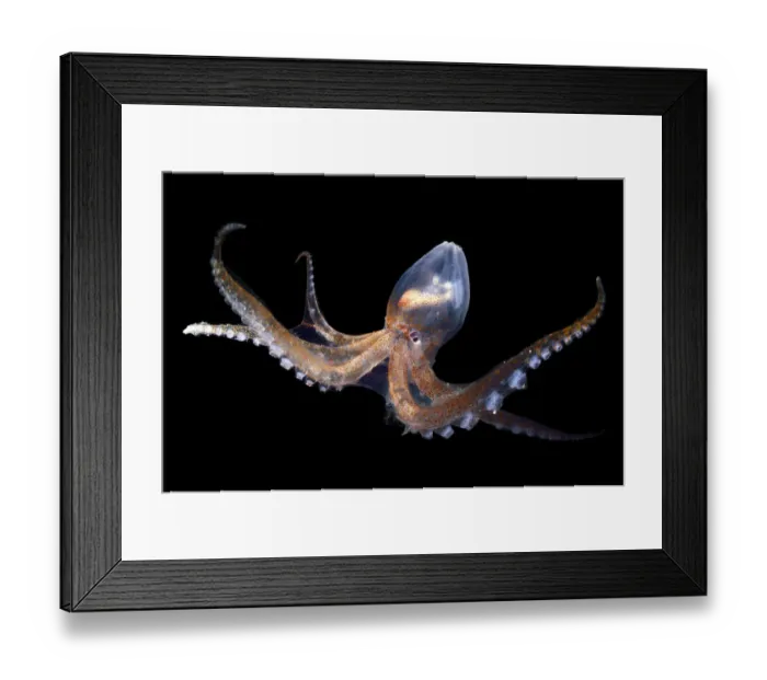 Framed Print : Glass octopus (Vitreledonella richardi). deep sea species from Atlantic Ocean off Cape Verde Framed Print : Glass octopus (Vitreledonella richardi). deep sea species from Atlantic Ocean off Cape Verde