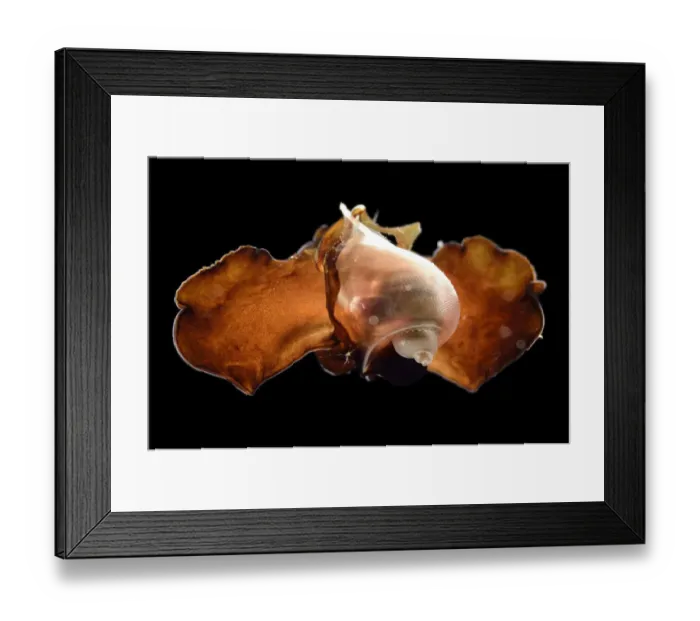 Framed Print : Sea butterfly (Peraclis bispinosa) captive deep sea species from Atlantic Ocean off Framed Print : Sea butterfly (Peraclis bispinosa) captive deep sea species from Atlantic Ocean off