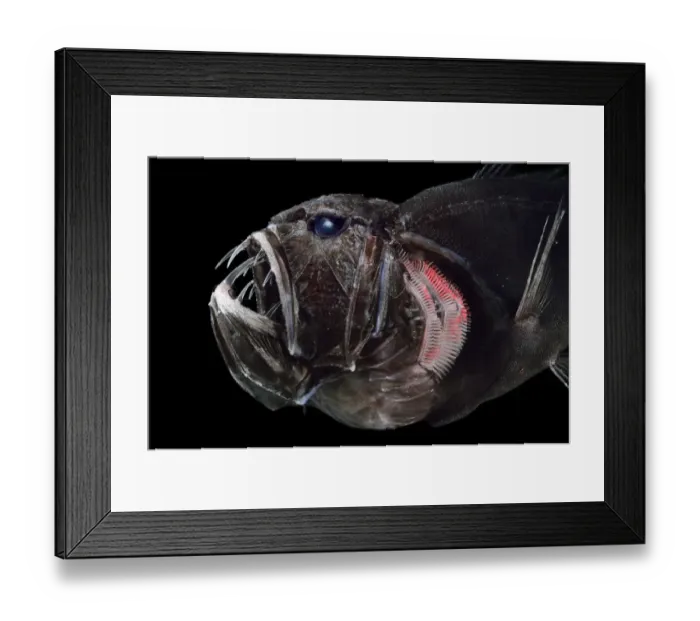 Framed Print : Common fangtooth (Anoplogaster cornuta) deep sea species from Atlantic Ocean close to Cape Verde Framed Print : Common fangtooth (Anoplogaster cornuta) deep sea species from Atlantic Ocean close to Cape Verde