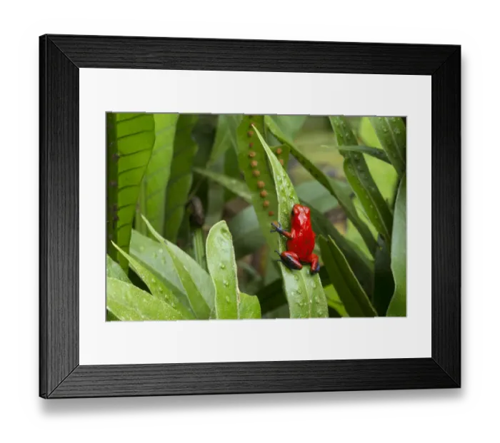 Framed Print : RF - Strawberry Poison Frog (Oophaga pumilio). Central Caribbean foothills, Costa Rica Framed Print : RF - Strawberry Poison Frog (Oophaga pumilio). Central Caribbean foothills, Costa Rica
