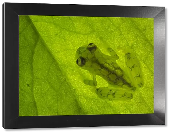 RF - Reticulated Glass Frog (Hyalinobatrachium valerioi) backlit showing highly translucent body
