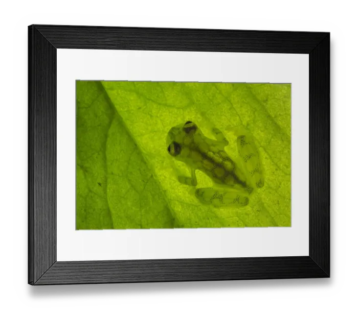 Framed Print : RF - Reticulated Glass Frog (Hyalinobatrachium valerioi) backlit showing highly translucent body Framed Print : RF - Reticulated Glass Frog (Hyalinobatrachium valerioi) backlit showing highly translucent body