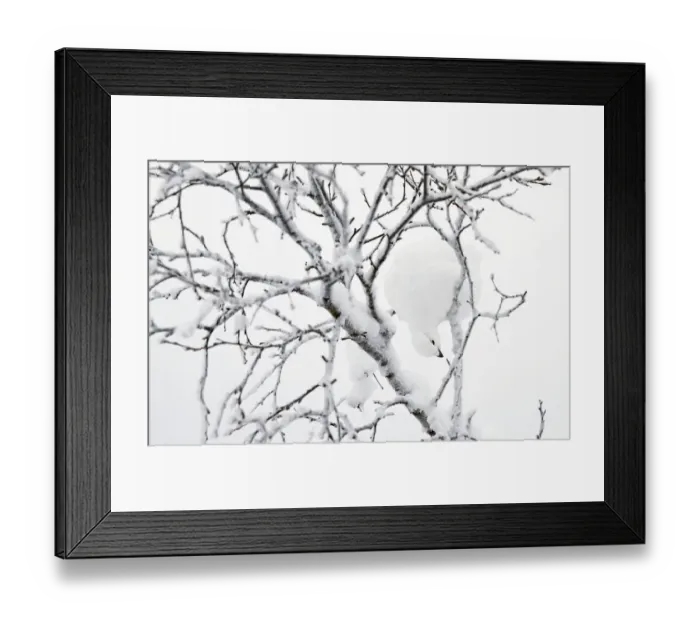 Framed Print : Willow grouse (Lagopus lagopus) feeding in snow laden tree, Inari Kiilop Finland January Framed Print : Willow grouse (Lagopus lagopus) feeding in snow laden tree, Inari Kiilop Finland January