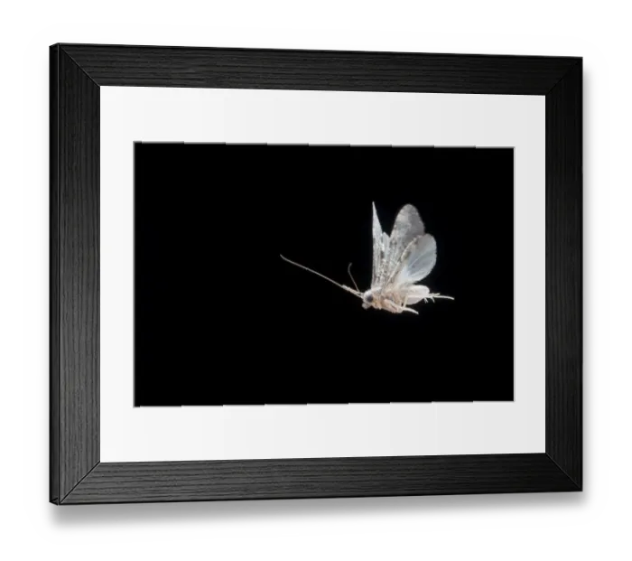 Framed Print : Caddisfly (Hydropsychidae) in flight and attracted to mercury vapour light, Lamar County Framed Print : Caddisfly (Hydropsychidae) in flight and attracted to mercury vapour light, Lamar County