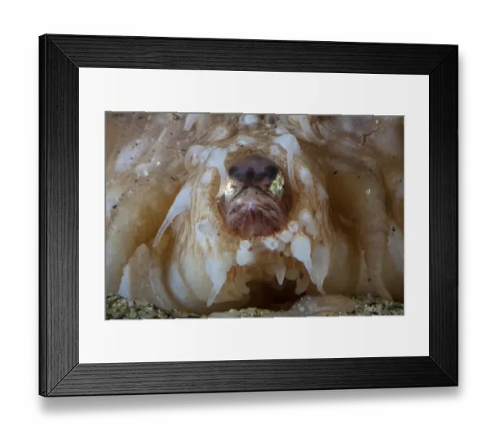 Framed Print : Pearlfish (Carapus acus) in anus of Sea cucumber (Stichopus regalis) Framed Print : Pearlfish (Carapus acus) in anus of Sea cucumber (Stichopus regalis)