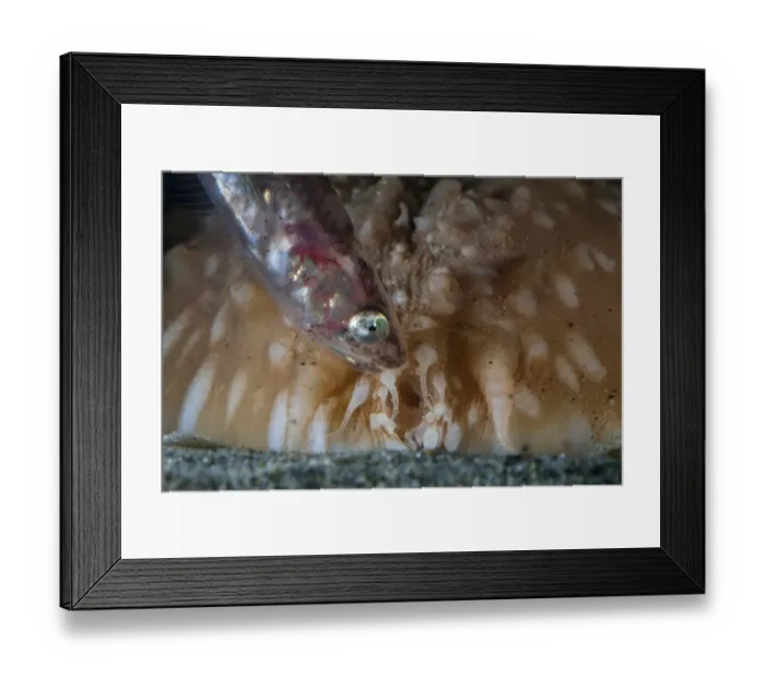 Framed Print : Pearlfish (Carapus acus) outside of host Sea cucumber (Stichopus regalis) at night Framed Print : Pearlfish (Carapus acus) outside of host Sea cucumber (Stichopus regalis) at night