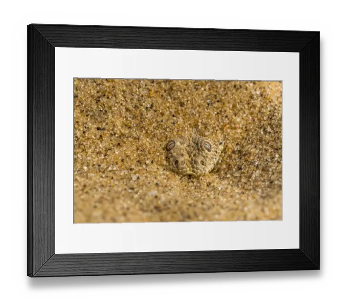 Framed Print : Peringueys / Sidewinding adder (Bitis peringueyi) hiding in shallow sand, Namib Desert Framed Print : Peringueys / Sidewinding adder (Bitis peringueyi) hiding in shallow sand, Namib Desert