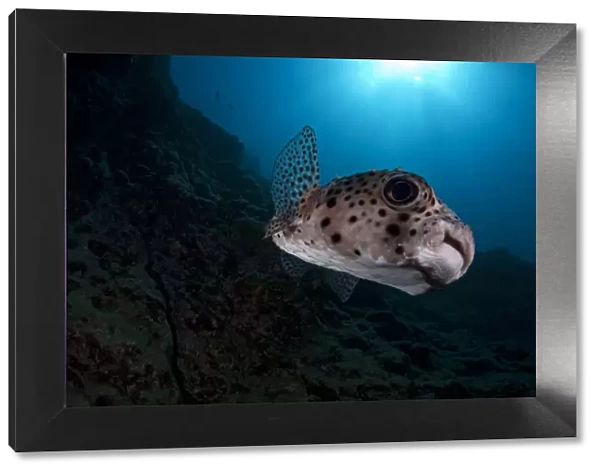 Spotfin Burrfish (Chilomycterus reticulatus), Socorro Island, Revillagigedo Archipelago