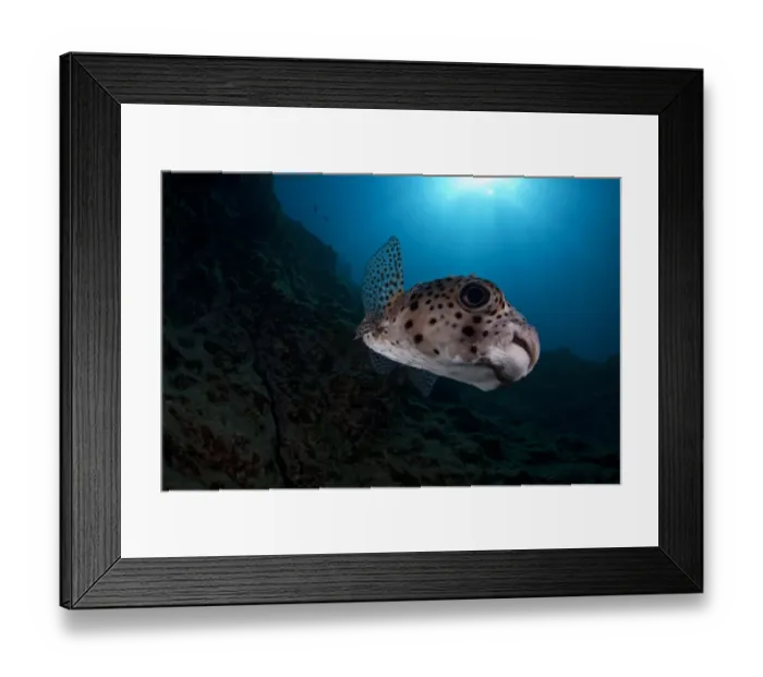 Framed Print : Spotfin Burrfish (Chilomycterus reticulatus), Socorro Island, Revillagigedo Archipelago Framed Print : Spotfin Burrfish (Chilomycterus reticulatus), Socorro Island, Revillagigedo Archipelago