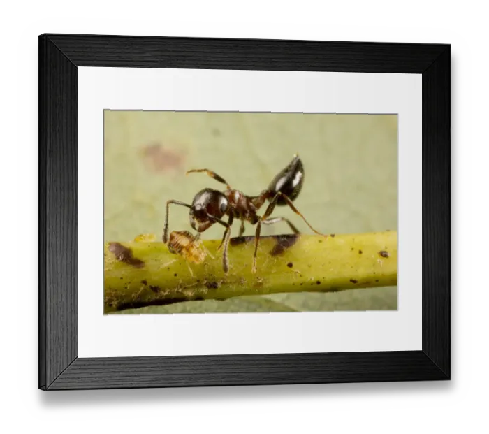 Framed Print : Acrobat ant (Crematogaster sp) tending aphids on white oak (Quercus sp) Washington State Park Framed Print : Acrobat ant (Crematogaster sp) tending aphids on white oak (Quercus sp) Washington State Park