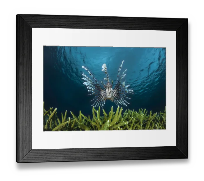 Framed Print : Lionfish (Pterois volitans) Indonesia Framed Print : Lionfish (Pterois volitans) Indonesia