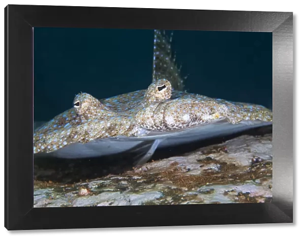 Tropical Flounder (Bothus mancus), Socorro Island, Revillagigedo Archipelago Biosphere