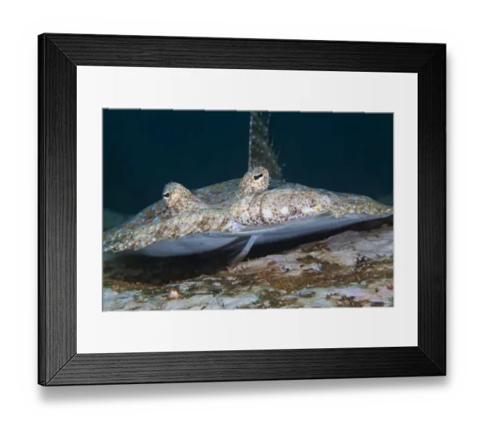 Framed Print : Tropical Flounder (Bothus mancus), Socorro Island, Revillagigedo Archipelago Biosphere Framed Print : Tropical Flounder (Bothus mancus), Socorro Island, Revillagigedo Archipelago Biosphere