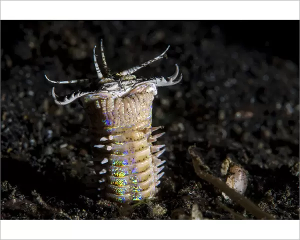 Bobbit worm (Eunice sp. ) emerges from its hole in black sand at night to feed. Bitung