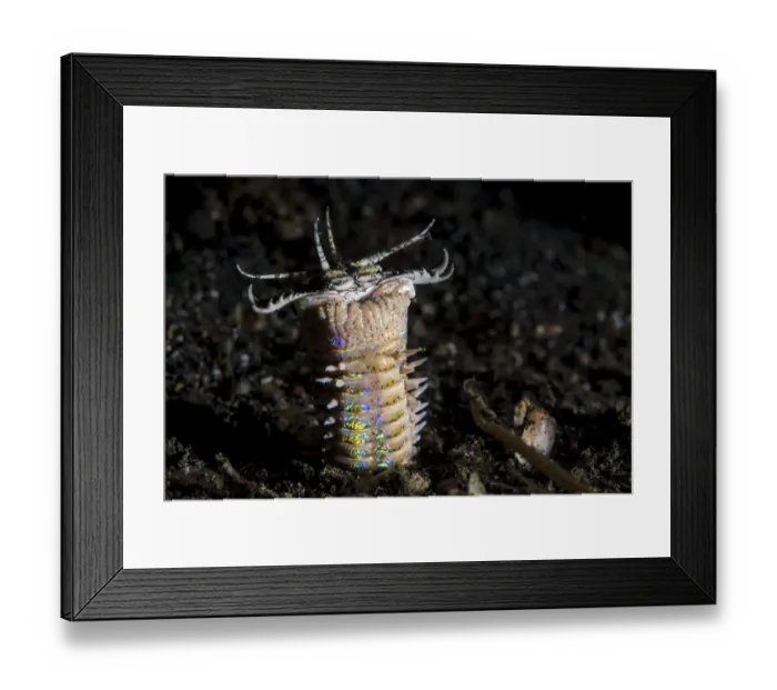 Framed Print : Bobbit worm (Eunice sp. ) emerges from its hole in black sand at night to feed. Bitung Framed Print : Bobbit worm (Eunice sp. ) emerges from its hole in black sand at night to feed. Bitung