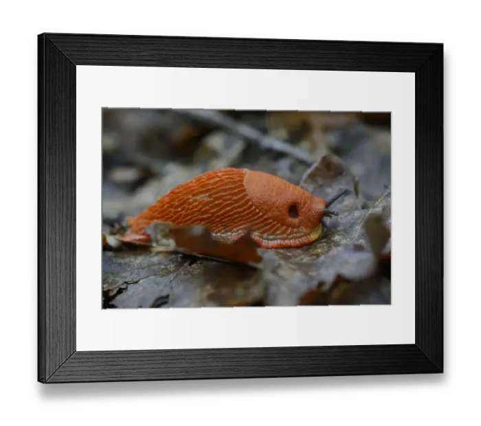 Framed Print : Red slug (Arion rufus) Vosges, France, September Framed Print : Red slug (Arion rufus) Vosges, France, September