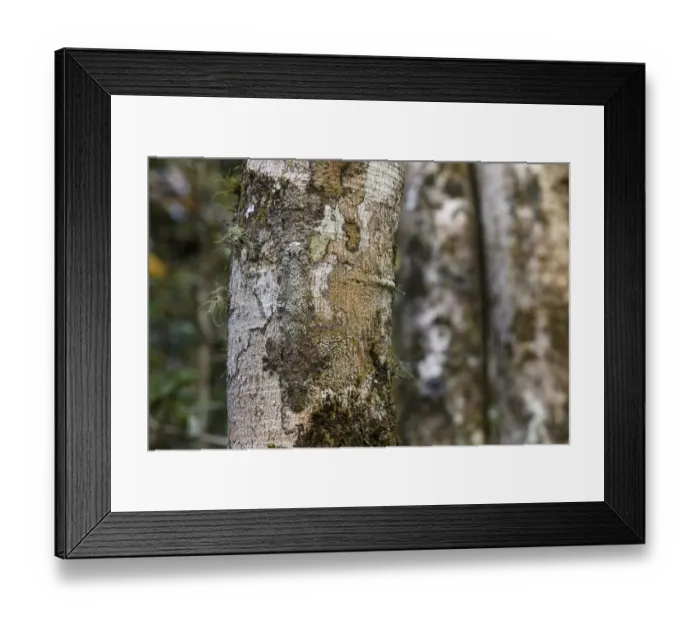 Framed Print : RF - Mossy Leaf-tailed Gecko (Uroplatus sikorae) resting and camouflaged on tree Framed Print : RF - Mossy Leaf-tailed Gecko (Uroplatus sikorae) resting and camouflaged on tree