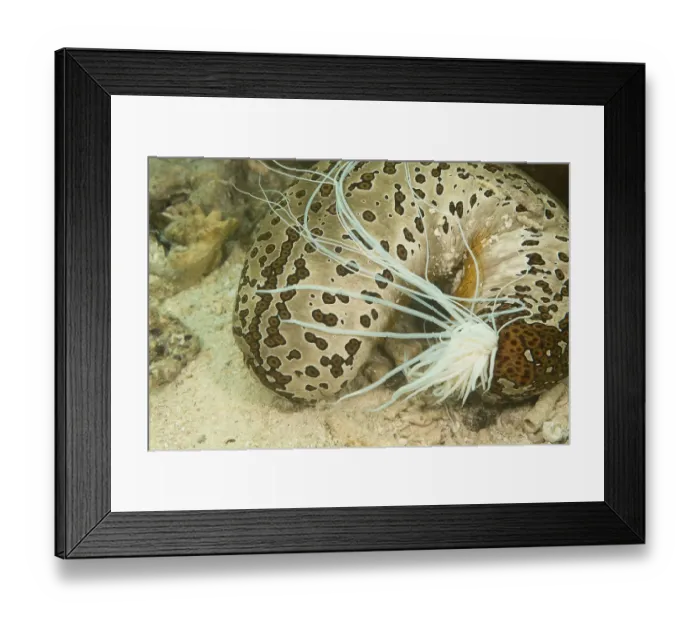 Framed Print : Sea cucumber (Bohadschia argus) which has ejected a part of its internal organs called Framed Print : Sea cucumber (Bohadschia argus) which has ejected a part of its internal organs called