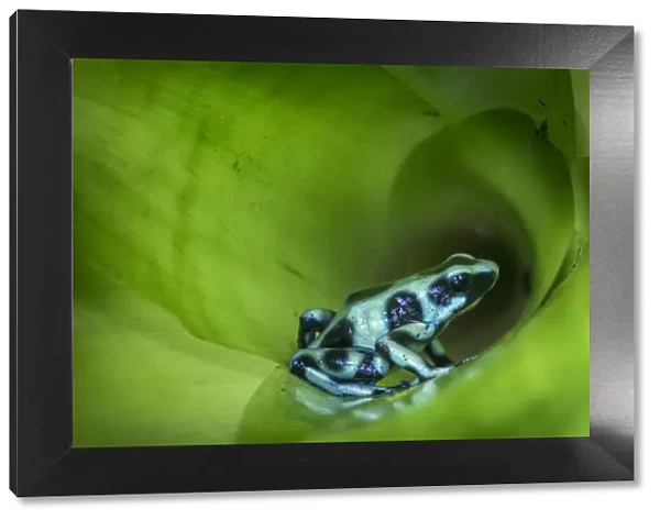 RF - Green-and-Black Poison Dart Frog (Dendrobates auratus) inside bromiliad. Boca Tapada