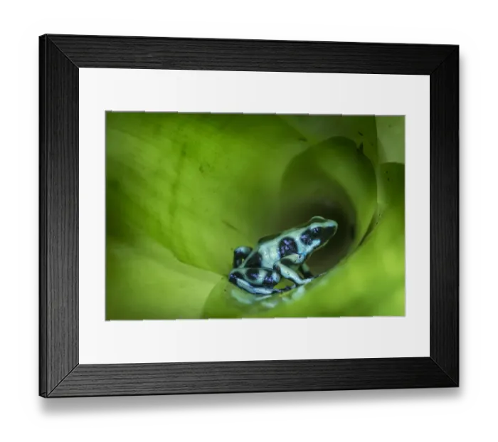 Framed Print : RF - Green-and-Black Poison Dart Frog (Dendrobates auratus) inside bromiliad. Boca Tapada Framed Print : RF - Green-and-Black Poison Dart Frog (Dendrobates auratus) inside bromiliad. Boca Tapada
