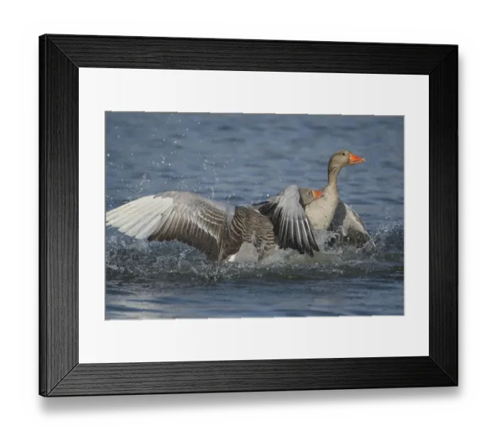 Framed Print : Greylag geese (Anser anser) fighting, Antwerpen, Belgium, March Framed Print : Greylag geese (Anser anser) fighting, Antwerpen, Belgium, March