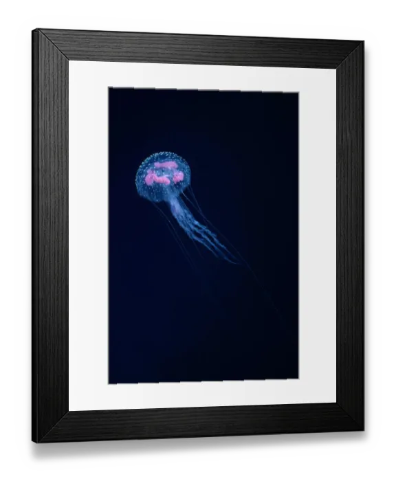 Framed Print : Purple stinger (Pelagia noctiluca), Hawaii Framed Print : Purple stinger (Pelagia noctiluca), Hawaii