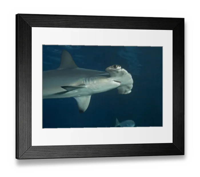 Framed Print : Scalloped hammerhead shark (Sphyrna lewini) Hawaii Framed Print : Scalloped hammerhead shark (Sphyrna lewini) Hawaii