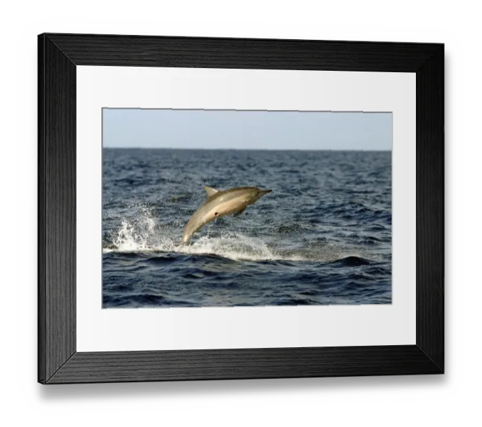 Framed Print : Spinner dolphin (Stenella longirostris) jumping, with circular scar from cookie cutter Framed Print : Spinner dolphin (Stenella longirostris) jumping, with circular scar from cookie cutter