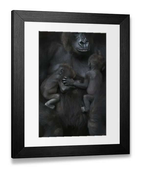 Framed Print : Western lowland gorilla (Gorilla gorilla gorilla) twin babies age 45 days sleeping Framed Print : Western lowland gorilla (Gorilla gorilla gorilla) twin babies age 45 days sleeping