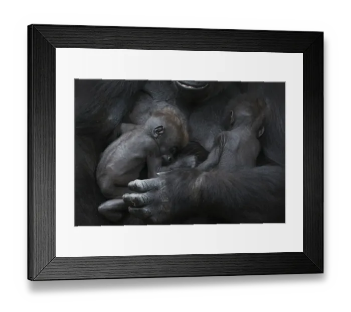 Framed Print : Western lowland gorilla (Gorilla gorilla gorilla) twin babies age 45 days sleeping Framed Print : Western lowland gorilla (Gorilla gorilla gorilla) twin babies age 45 days sleeping