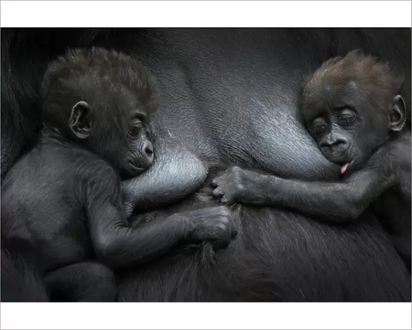 Western lowland gorilla (Gorilla gorilla gorilla) twin babies age 45 days resting