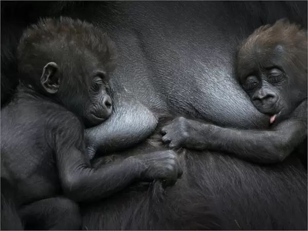 Western lowland gorilla (Gorilla gorilla gorilla) twin babies age 45 days resting