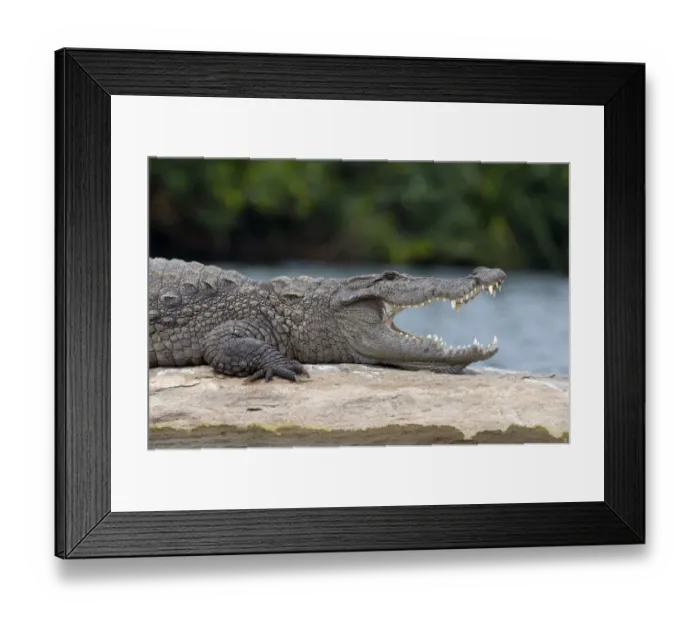 Framed Print : Marsh Crocodile or Mugger (Crocodylus palustris) resting on a rock in a river Framed Print : Marsh Crocodile or Mugger (Crocodylus palustris) resting on a rock in a river