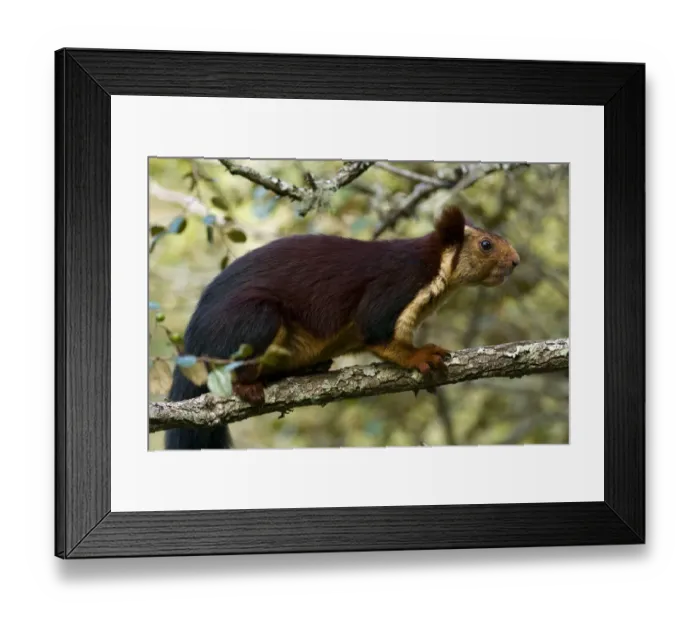 Framed Print : Indian Giant  /  Giant Malabar Squirrel (Ratufa indica) on a branch. Karnataka, India