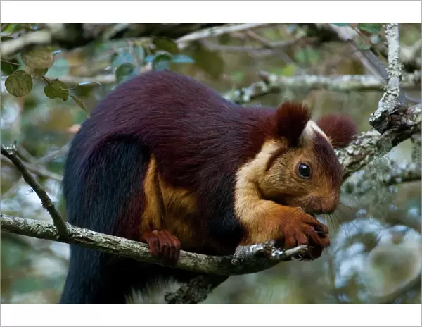Indian Giant  /  Giant Malabar Squirrel (Ratufa indica) feeding. Karnataka, India