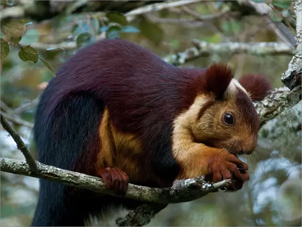 Indian Giant  /  Giant Malabar Squirrel (Ratufa indica) feeding. Karnataka, India