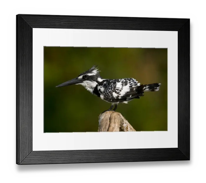 Framed Print : Pied Kingfisher (Ceryle rudis) in profile, perching. Karnataka, India Framed Print : Pied Kingfisher (Ceryle rudis) in profile, perching. Karnataka, India
