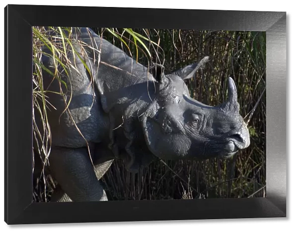 Portrait of an Indian Rhinoceros (Rhinoceros unicornis). Kaziranga National Park, India