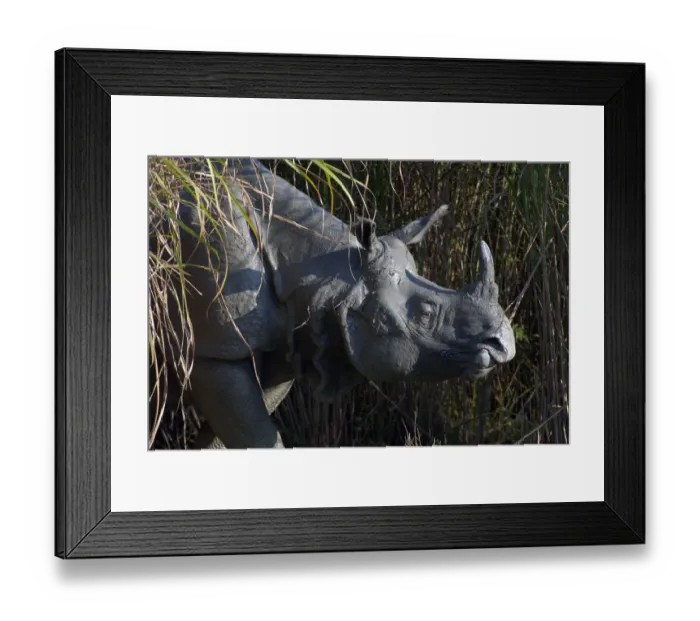 Framed Print : Portrait of an Indian Rhinoceros (Rhinoceros unicornis). Kaziranga National Park, India Framed Print : Portrait of an Indian Rhinoceros (Rhinoceros unicornis). Kaziranga National Park, India