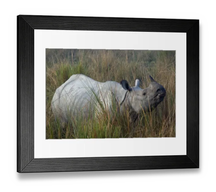 Framed Print : Indian Rhinoceros (Rhinoceros unicornis) in long grass. Kaziranga National Park, India Framed Print : Indian Rhinoceros (Rhinoceros unicornis) in long grass. Kaziranga National Park, India
