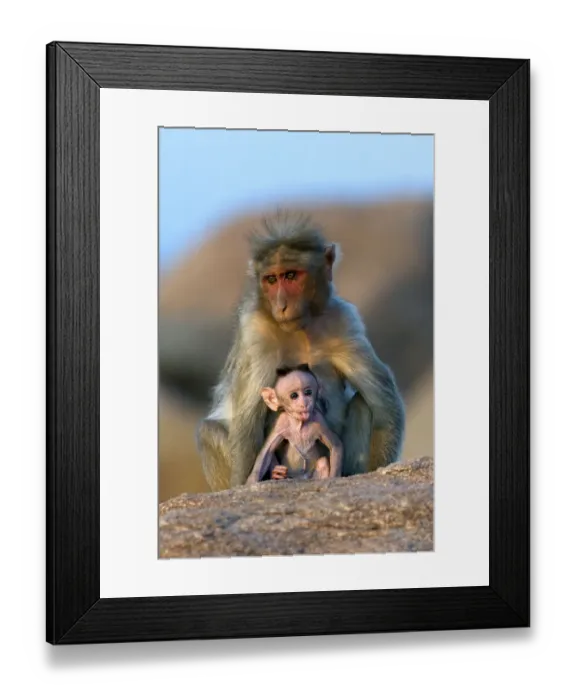 Framed Print : Bonnet Macaque (Macaca radiata) mother with infant. Karnataka, India Framed Print : Bonnet Macaque (Macaca radiata) mother with infant. Karnataka, India