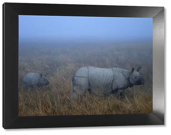 Indian Rhinoceros (Rhinoceros unicornis) mother with calf. Kaziranga National Park, India