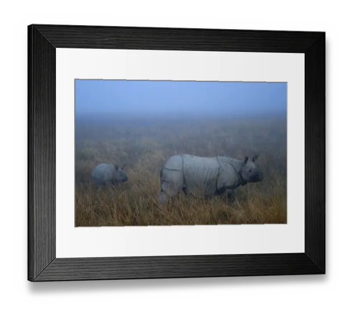 Framed Print : Indian Rhinoceros (Rhinoceros unicornis) mother with calf. Kaziranga National Park, India Framed Print : Indian Rhinoceros (Rhinoceros unicornis) mother with calf. Kaziranga National Park, India