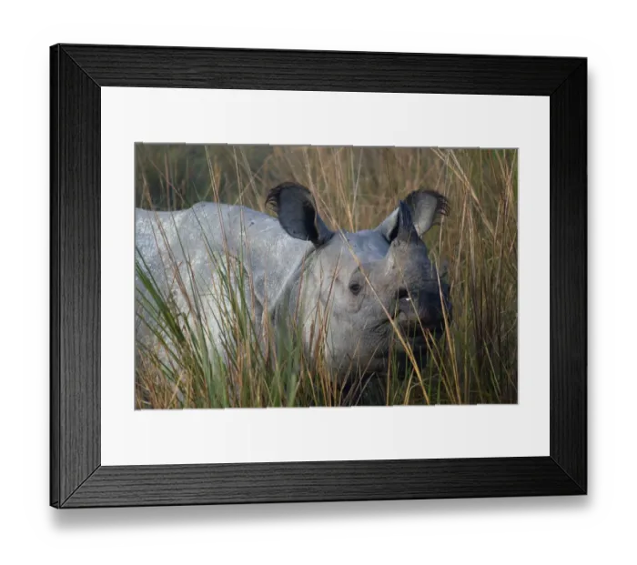 Framed Print : Indian Rhinoceros (Rhinoceros unicornis) in long grass. Kaziranga National Park, India Framed Print : Indian Rhinoceros (Rhinoceros unicornis) in long grass. Kaziranga National Park, India